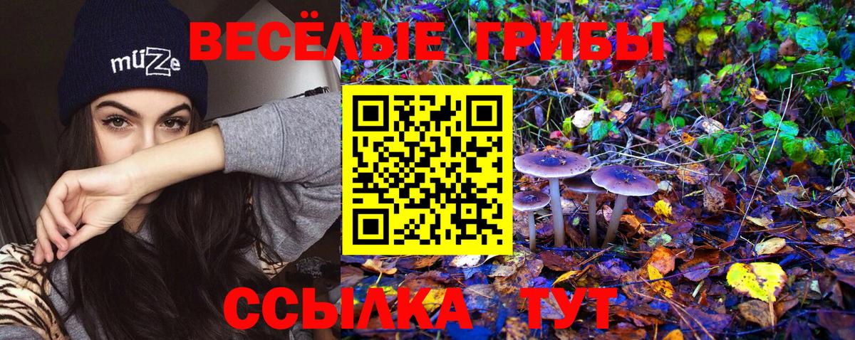 Псилоцибиновые грибы мицелий Владикавказ